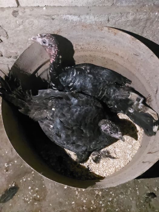 Индюшки наседки домашние