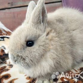Продам декоративного кролика