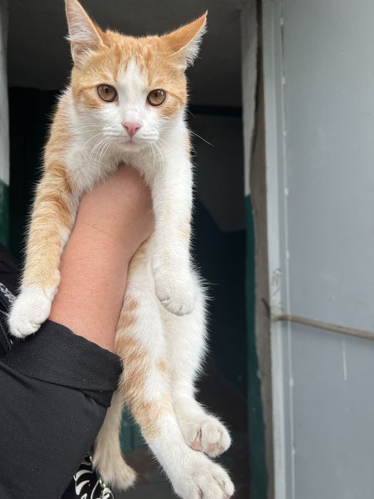 Отдам котика в хорошие руки