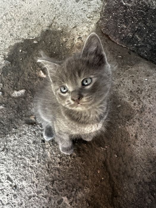 Котята бесплатно