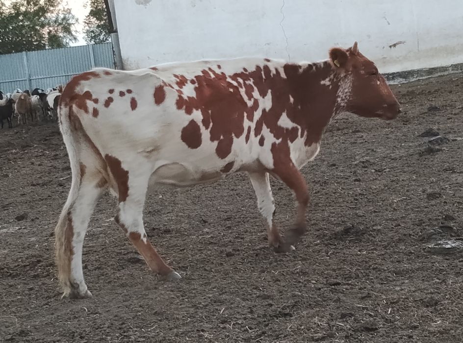 Продам корову стильную