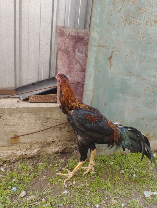 Продам туляка 3 года на племя