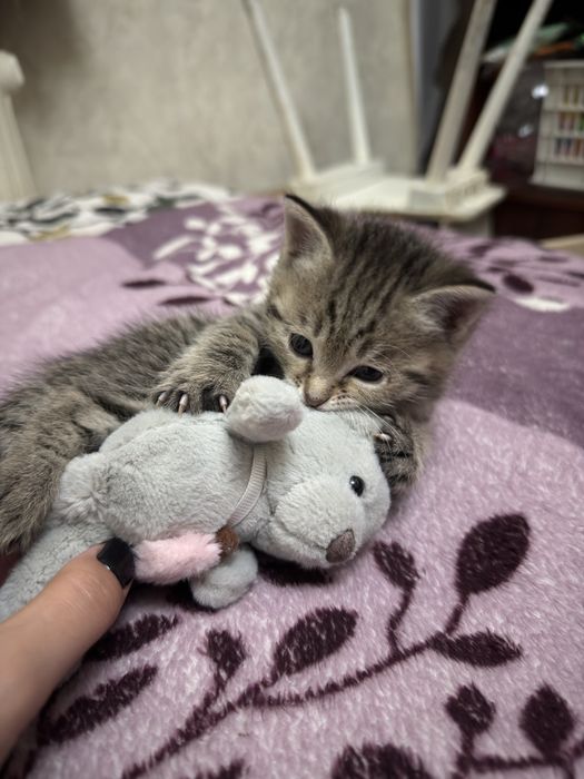 Отдам котяток в добрые руки