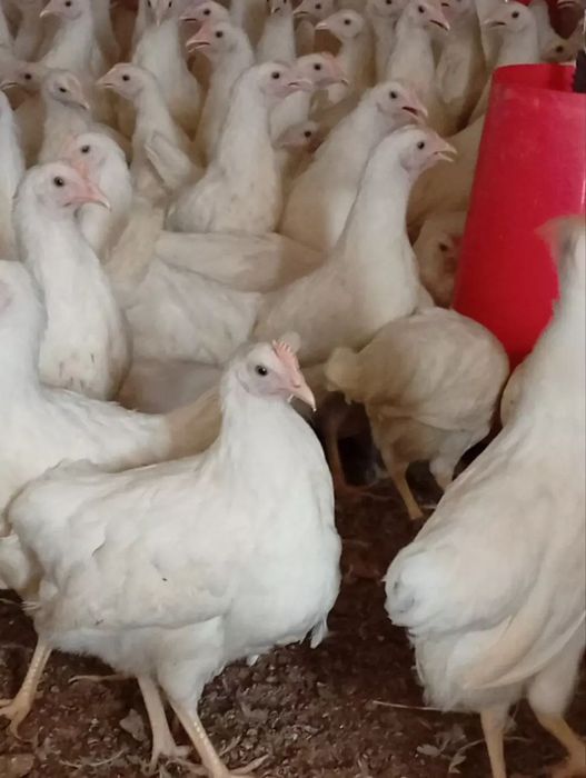 Loman sindi sotiladi