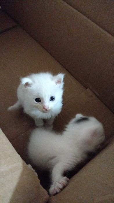 Отдам даром двух котят.