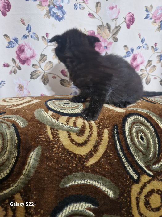 Продаю вислоухих котят. Девочки