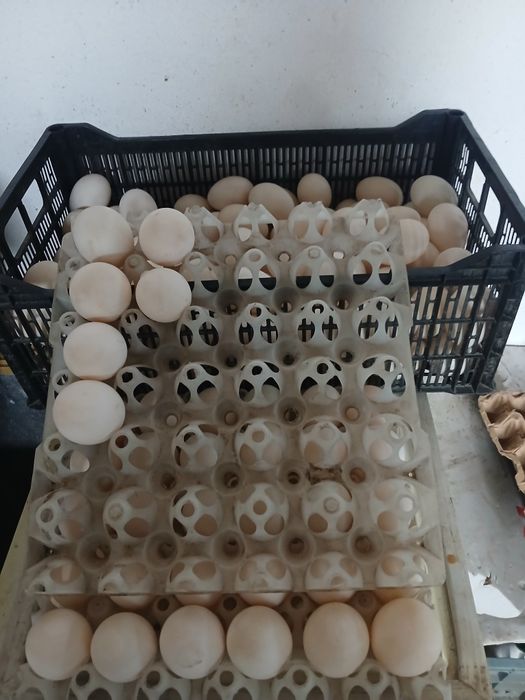 Инкубацинонные яйца белой утки