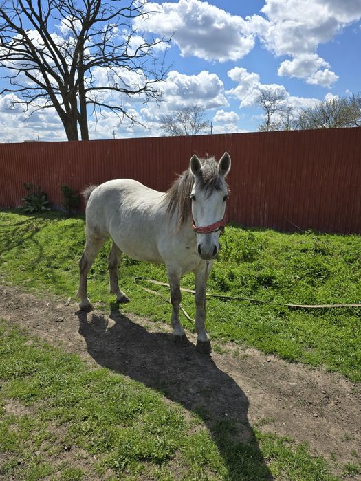 Cal de vanzare in comuna Movila