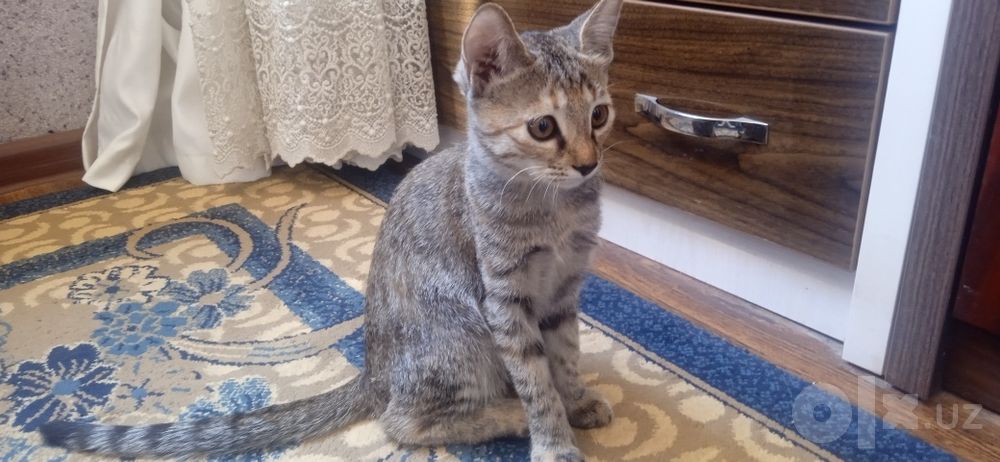 Mushuk bepul/Котёнок в добрые руки