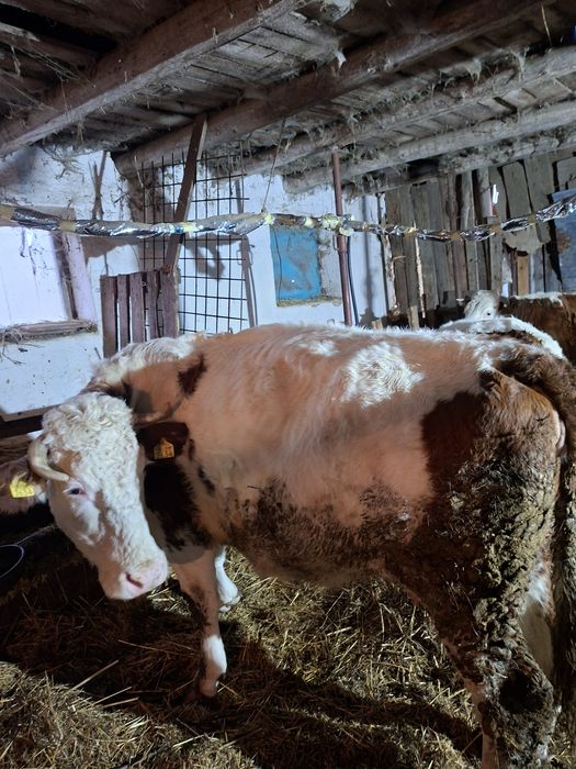 Vand vaci si juninci