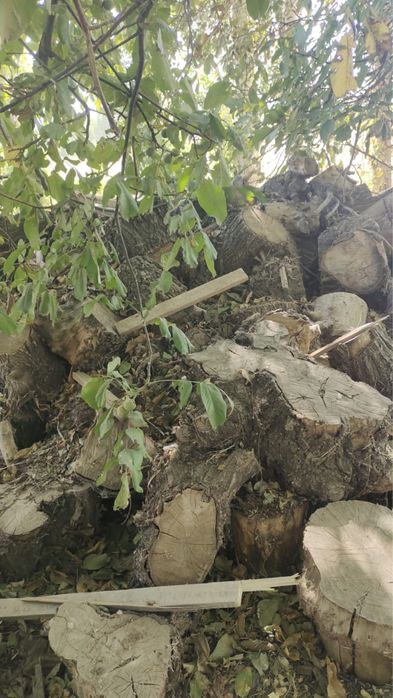 Драва отын драва