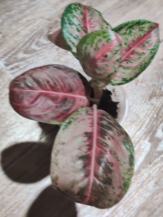 Продам комнатные цветы 500 т.и выше