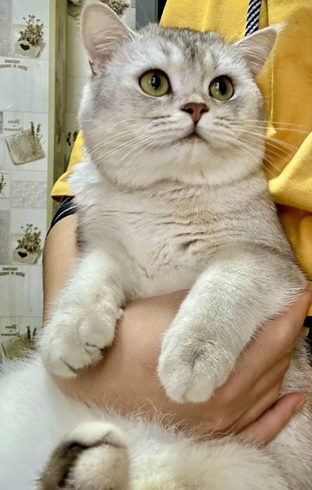 Вязка британиский Шиншилла