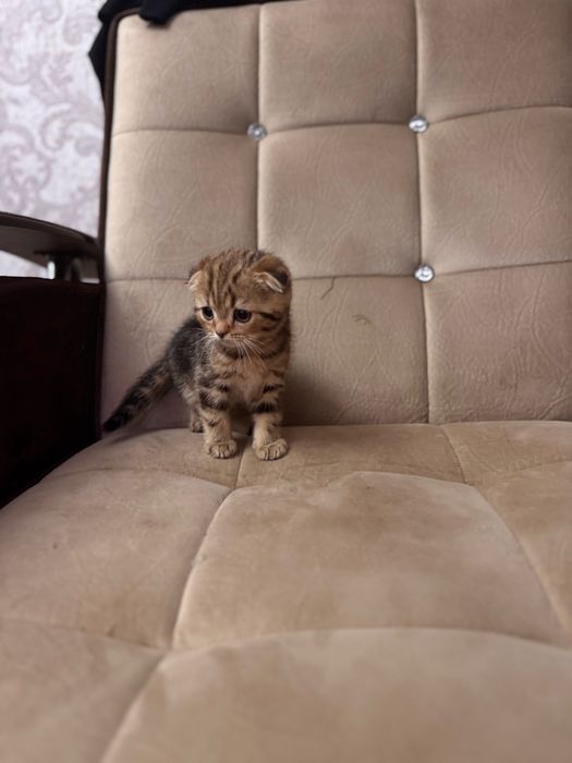 Срочно продается скоттиш фолд мальчик