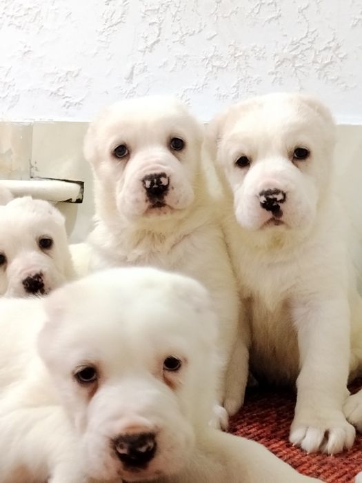 АЛАБАЙ щенки продается