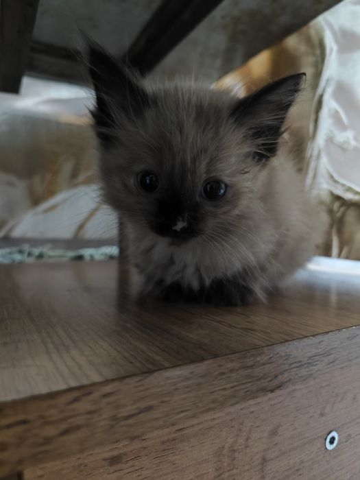 Отдам котят бесплатно