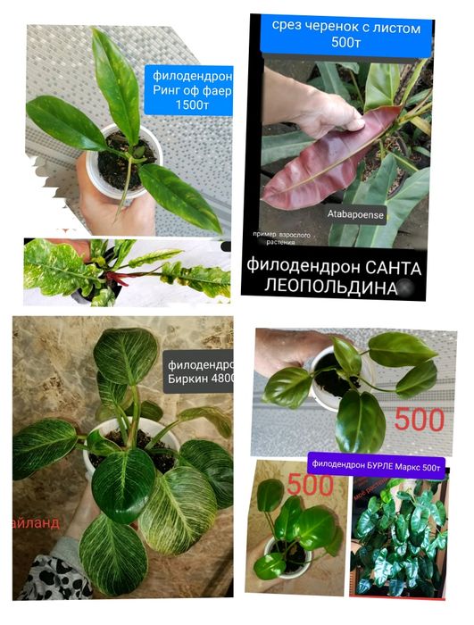 Сциндпсус ЕЛИСЕЙСКИЕ ПОЛЯ 15000т