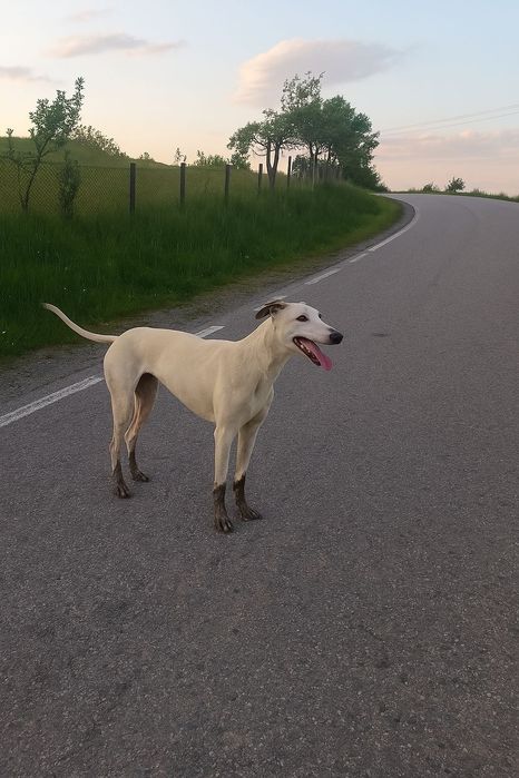 Vand animal de companie