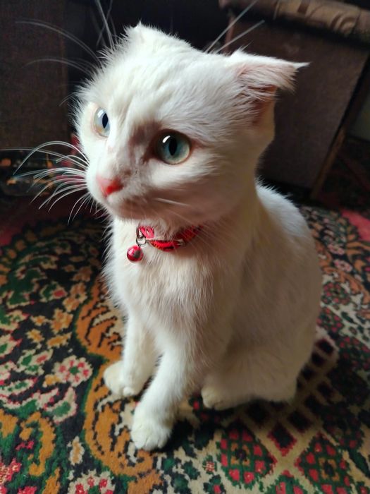 Oppok momik mushuk. Aqilli