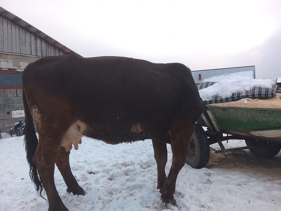 Vând vaca buna de lapte este fătată de 6 săptămâni