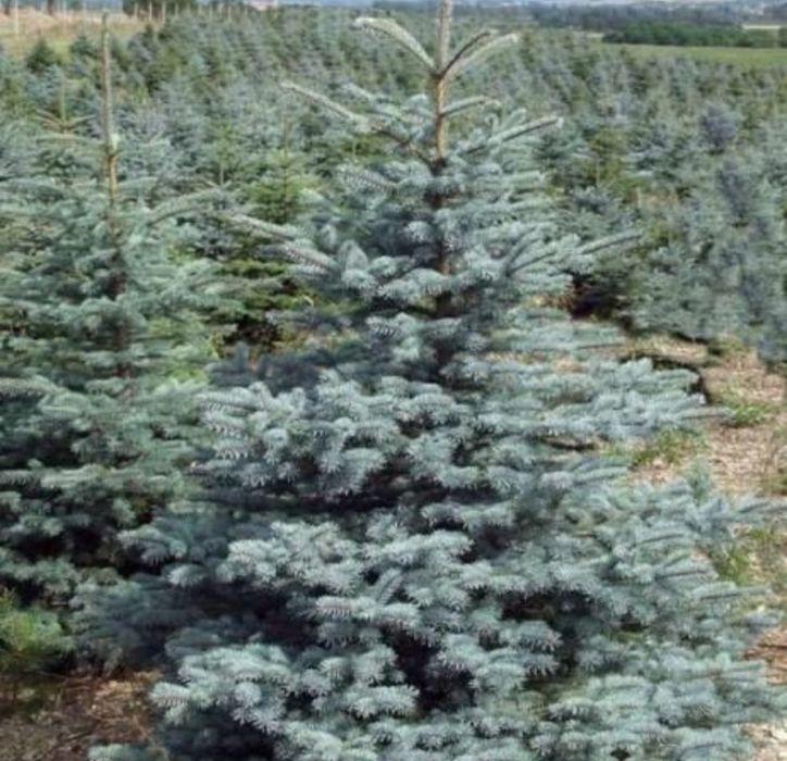 Brazi argintii, oferta brazi verzi pentru craciun etc