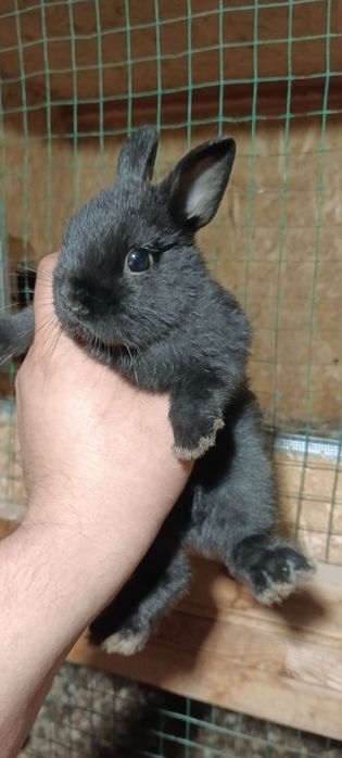 Dikarativni karlik quyonla sotiladi