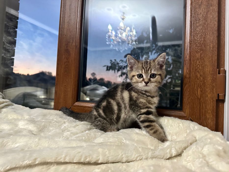 Шотландские котята
