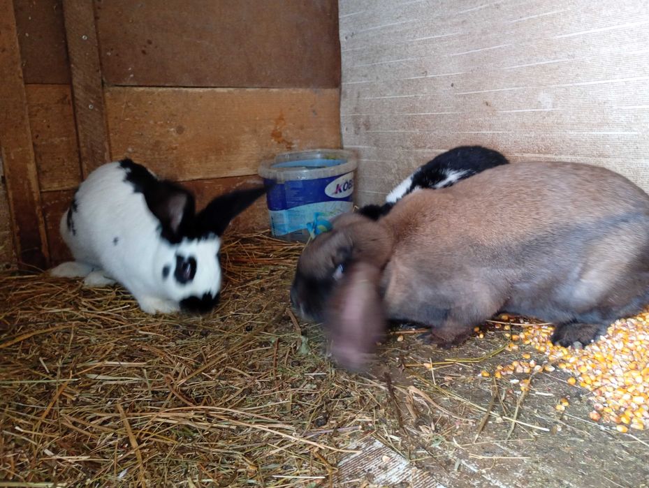 Iepuri fluture german și berbec german