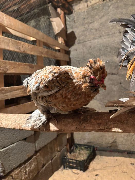 Японски таук кораз