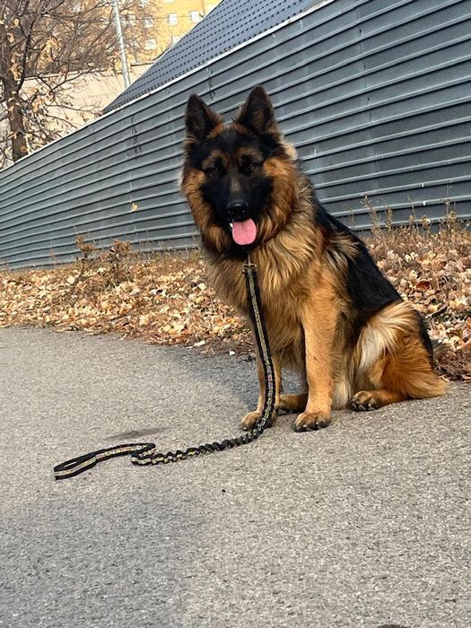 Вязка немецкой овчарки