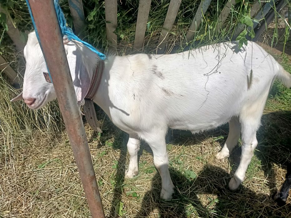 Țap metis anglonubian de vanzare