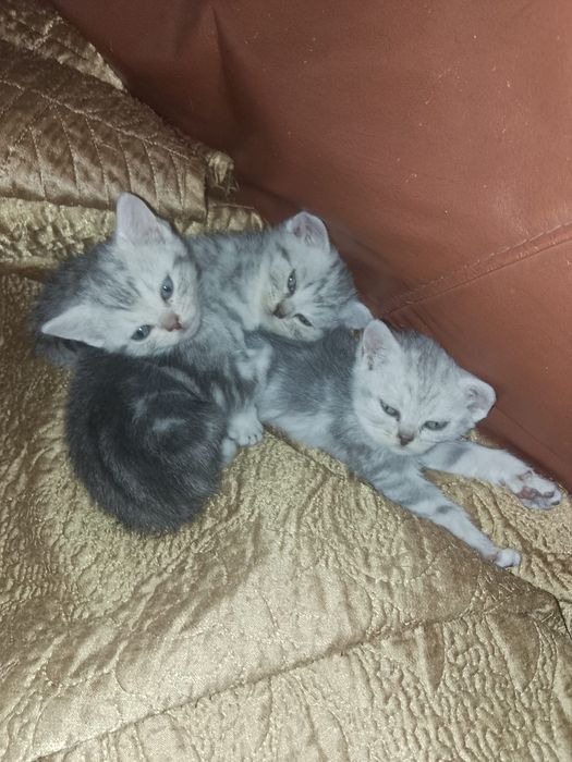 Продам котят добрый рук