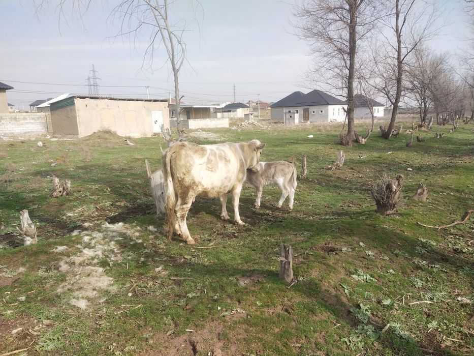 Бузаулы сыйыр сатылады