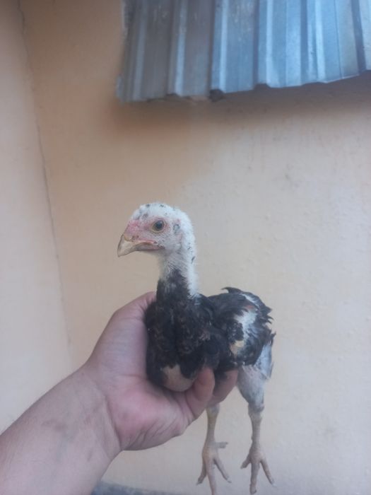 Sotiladi toza qonla zoti toza