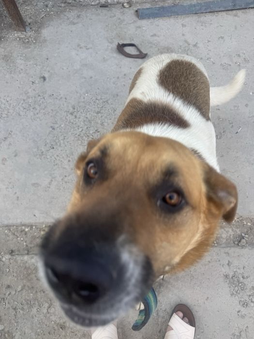 ищем сучку для вязки