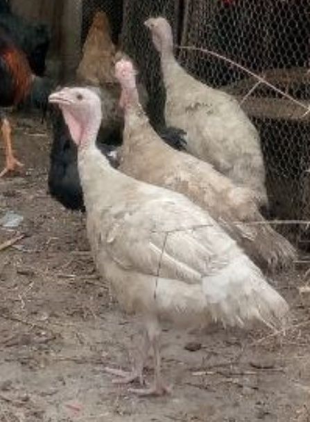 Izrailiskiy kurka tuxumlari sotiladi