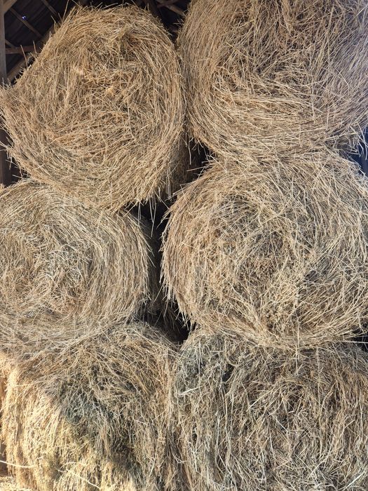 Baloti lucerna uscata