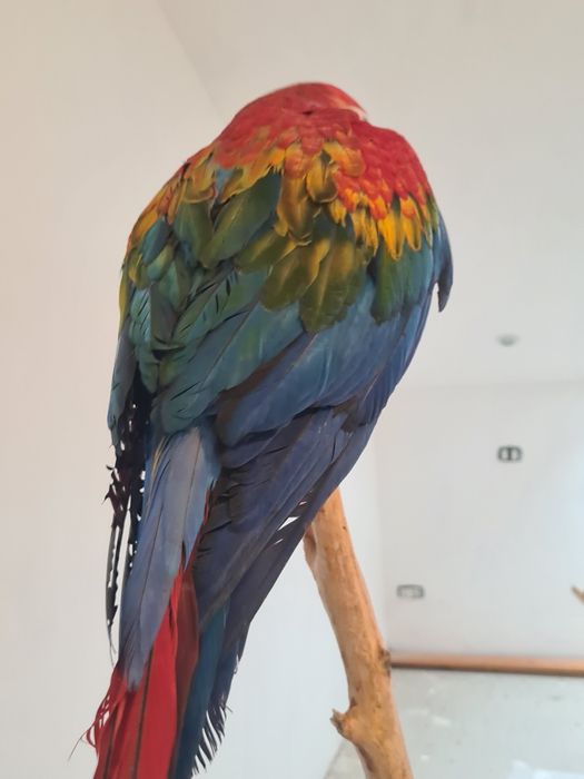 Vând pui Ara  rubigold