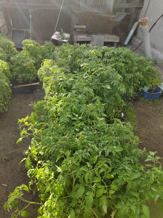 Продам помидоры 50тг