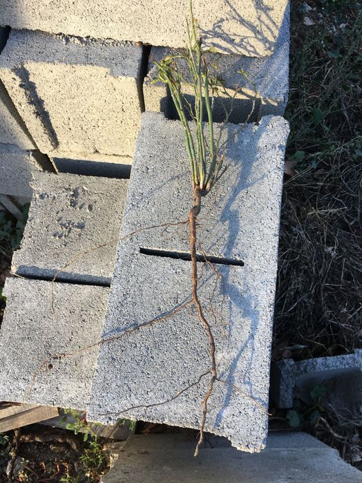 Разсад шипки сорт Пловдив 2