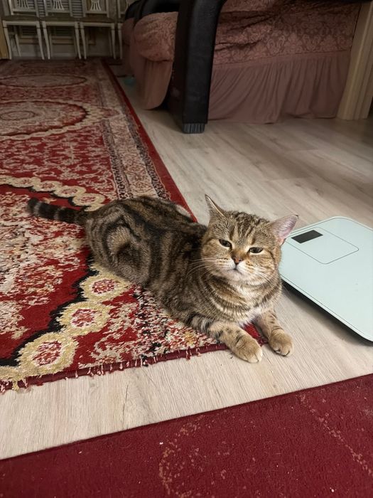 Британская кошка