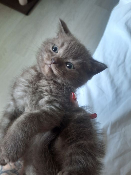 Продаются породстые котята скотиш страйт