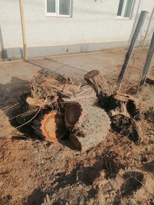 Тал кесемін. Обрезка деревьев