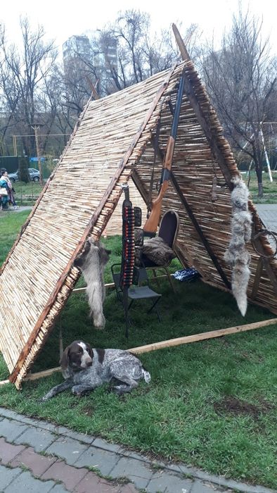 Курцхаар курцхаар