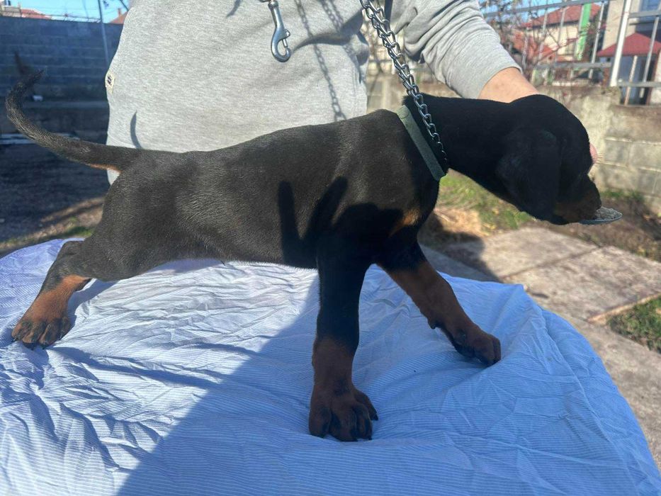 Доберманчета - родословни родители