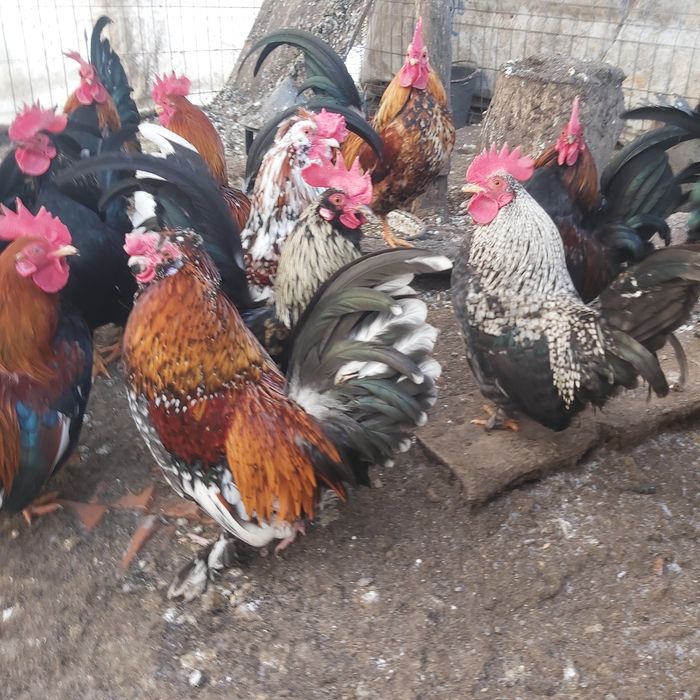 Găinușe și cocoșei pitici