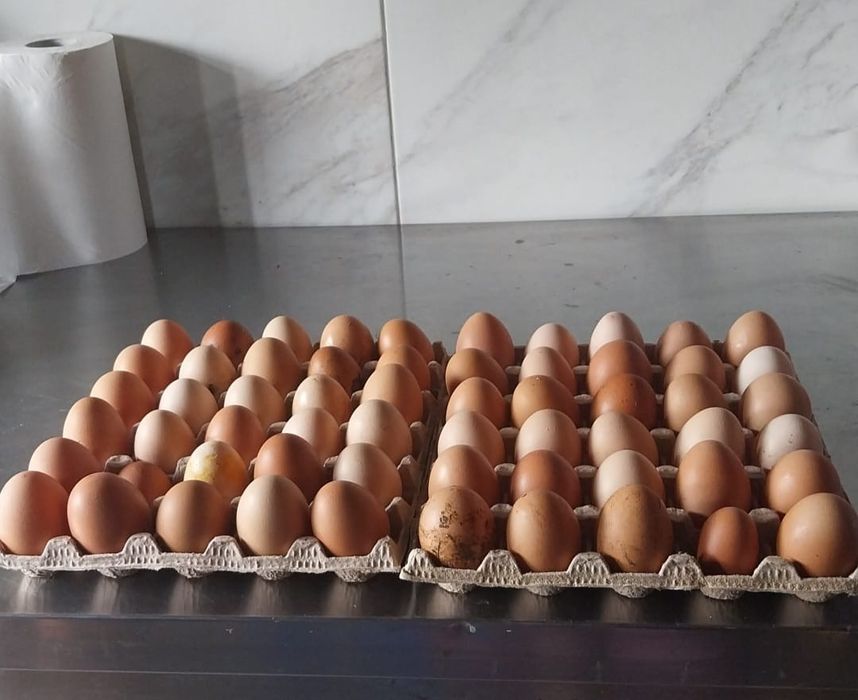 Vând oua proaspete de casa