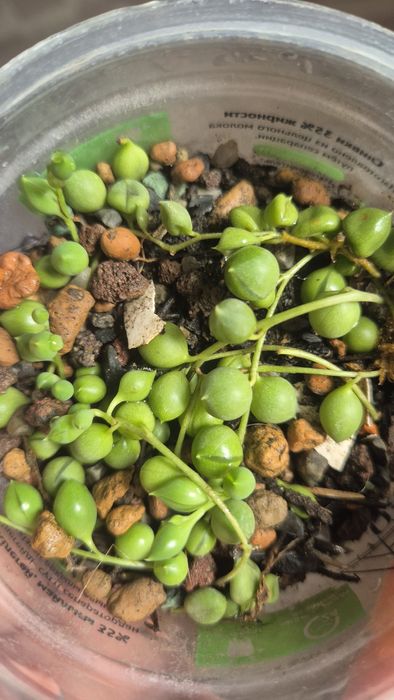 Распродажа.  Любой цветок за 800тг.