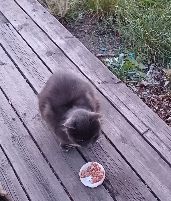 Котик в добрые руки