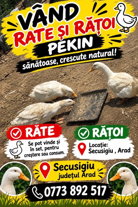 Vând gâște și rațe !!!